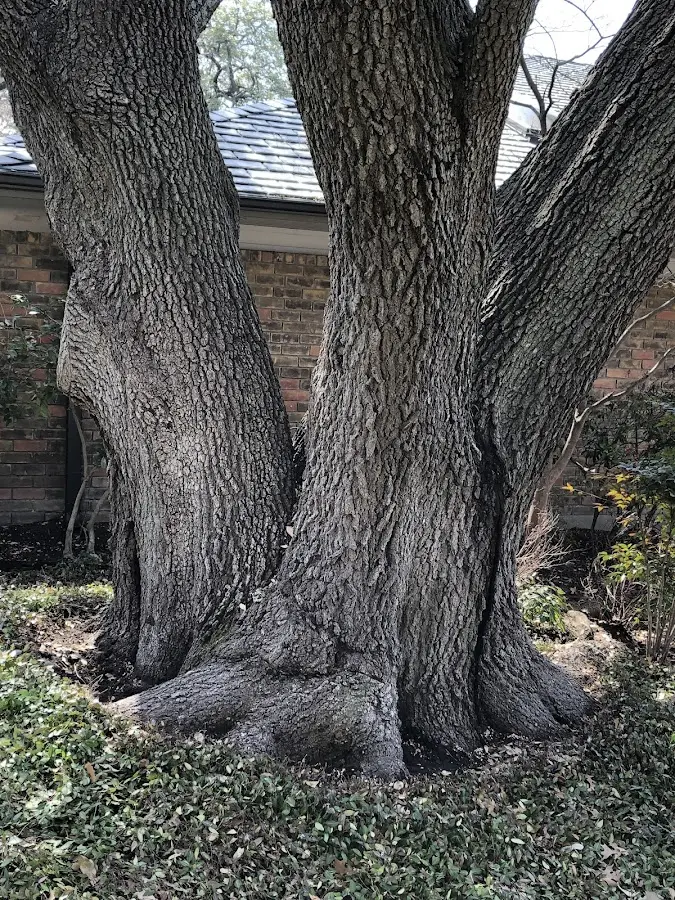 Mature heritage tree close to a Smithton property cared for by certified arborists
